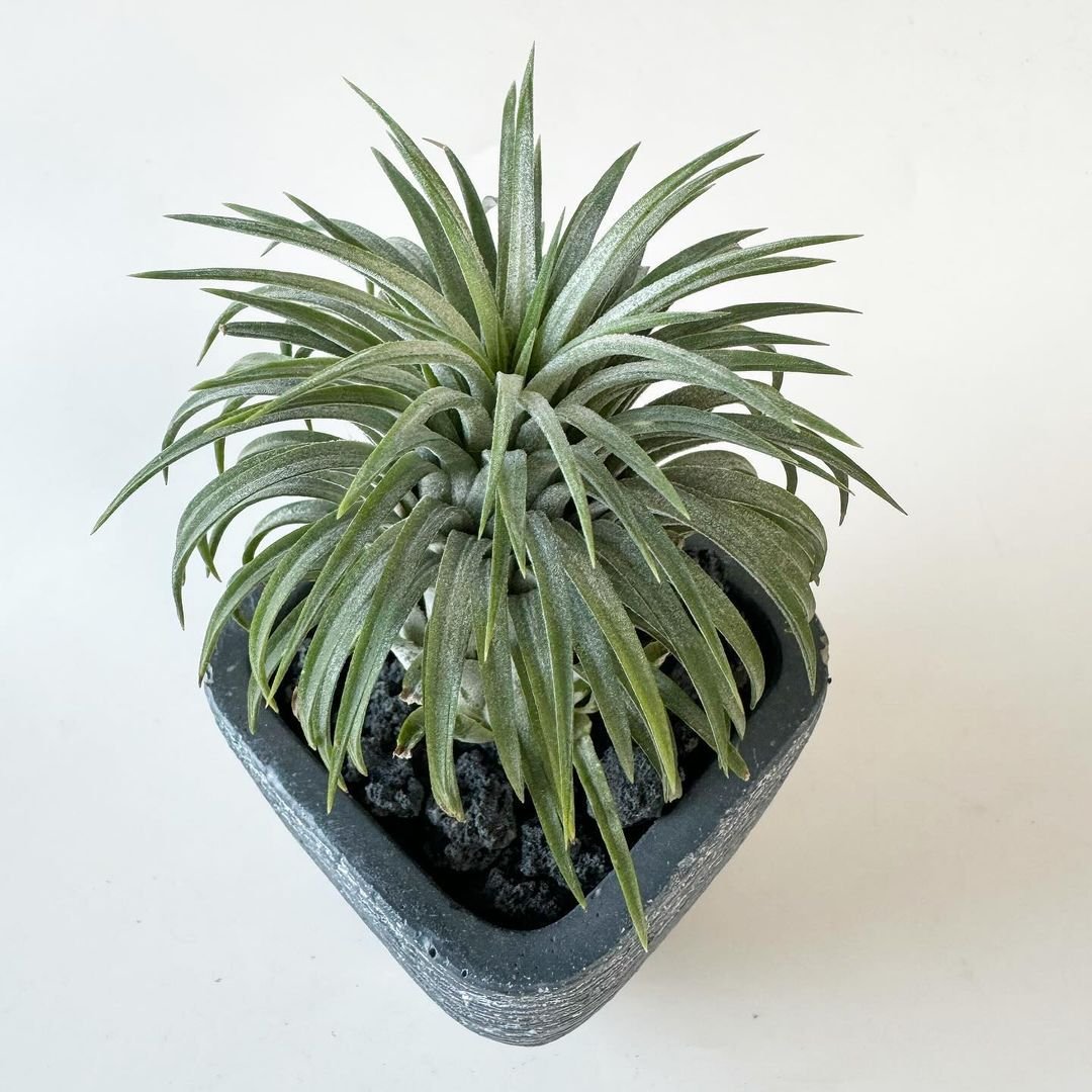 A black potted air plant against a white background.
