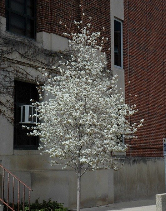 White flowering Allegheny Serviceberry tree in front of a building.