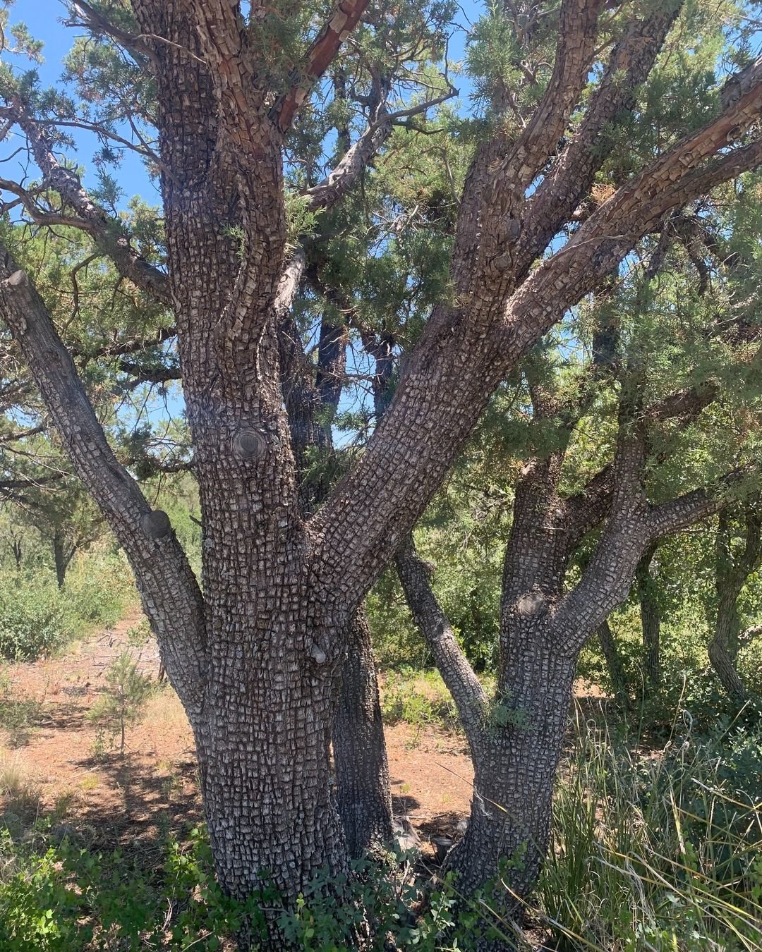 Alligator Juniper tree with dense branches and leaves.
