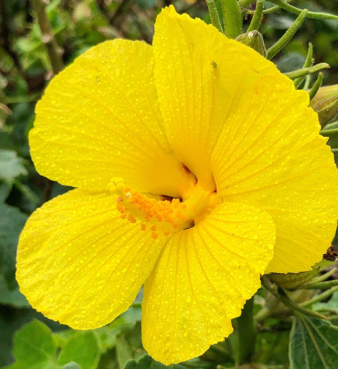 Hibiscus brackenridgei flower covered in water droplets.