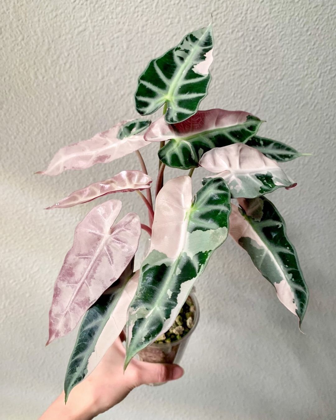 Alocasia Amazonica Bambino plant held by someone, displaying pink and green leaves.