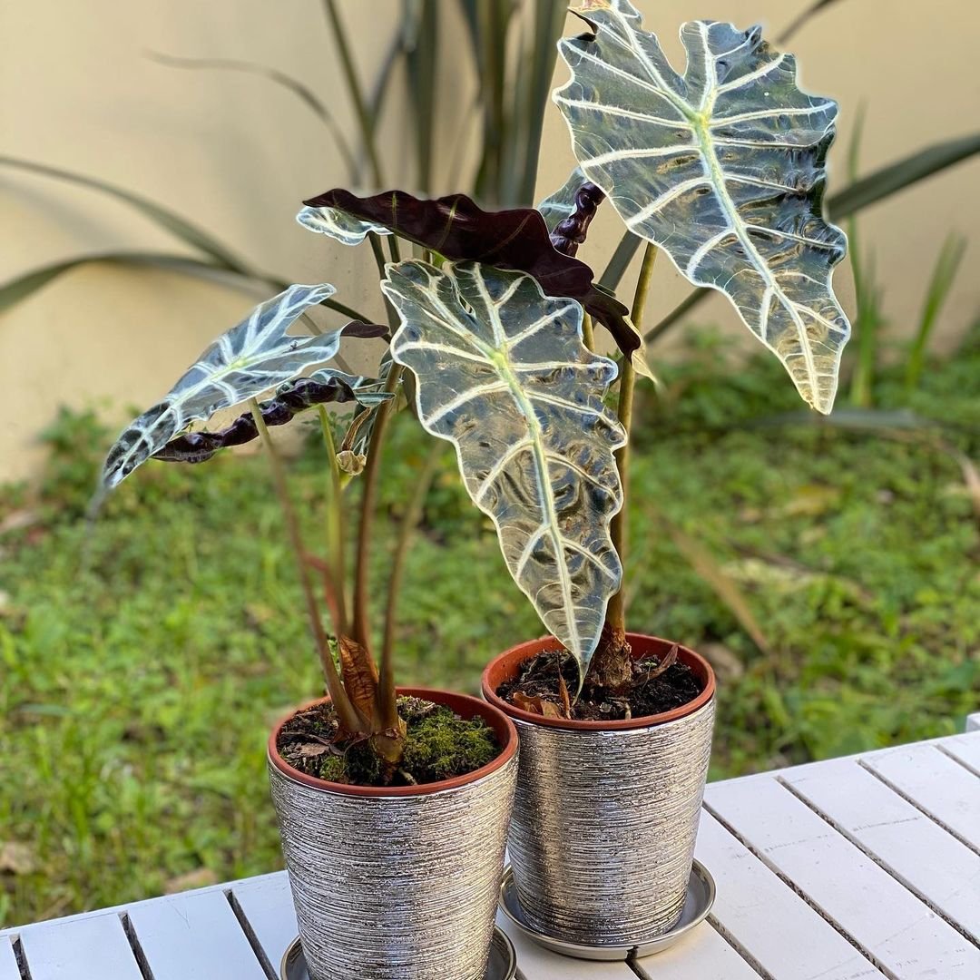 Alocasia Amazonica: A striking plant with large, dark green leaves and white veins, adding a touch of elegance to any space.

