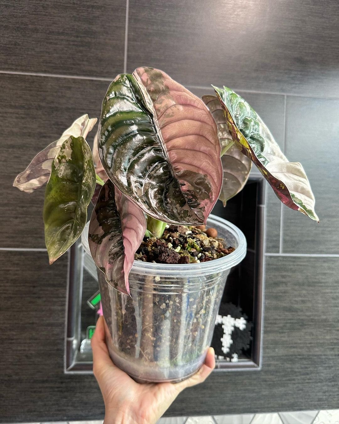 Alocasia Cuprea: A stunning plant with metallic, iridescent leaves in shades of copper and bronze.

