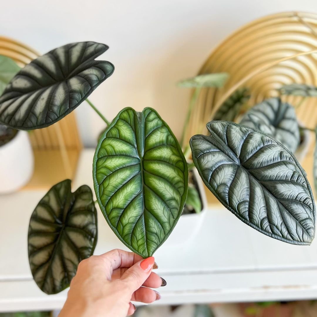  Alocasia Dragon Scale: A unique plant with dark green leaves featuring silver veins, resembling dragon scales.