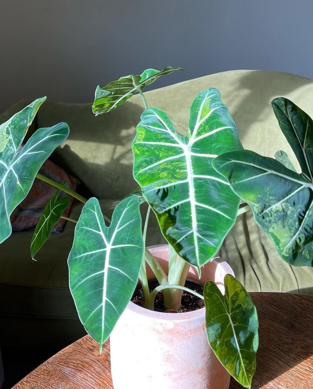 Alocasia Frydek: Dark green leaves with white veins, resembling an elephant ear plant