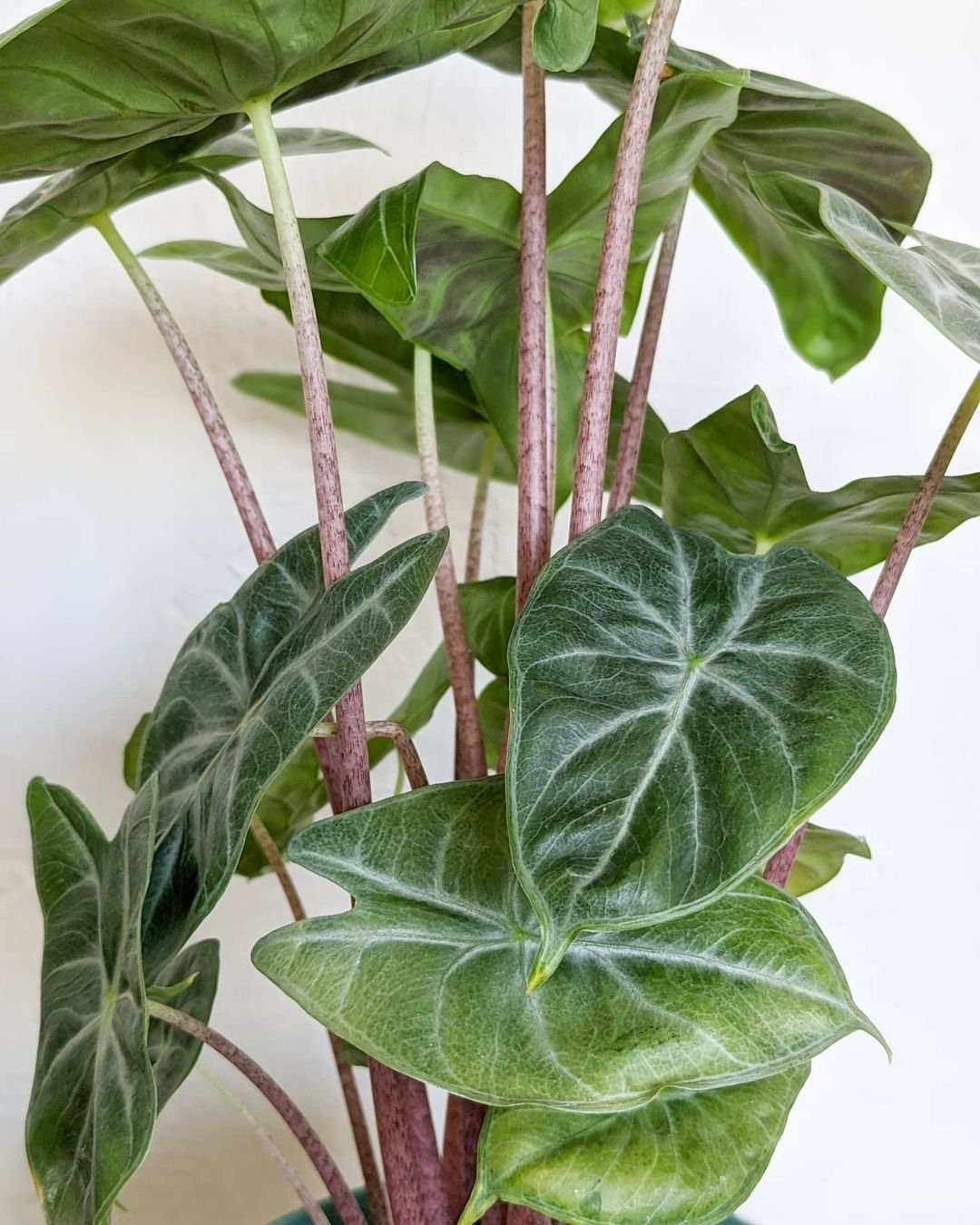 Alocasia Ivory Coast plant with large, heart-shaped leaves and white veins, sitting in a decorative pot.