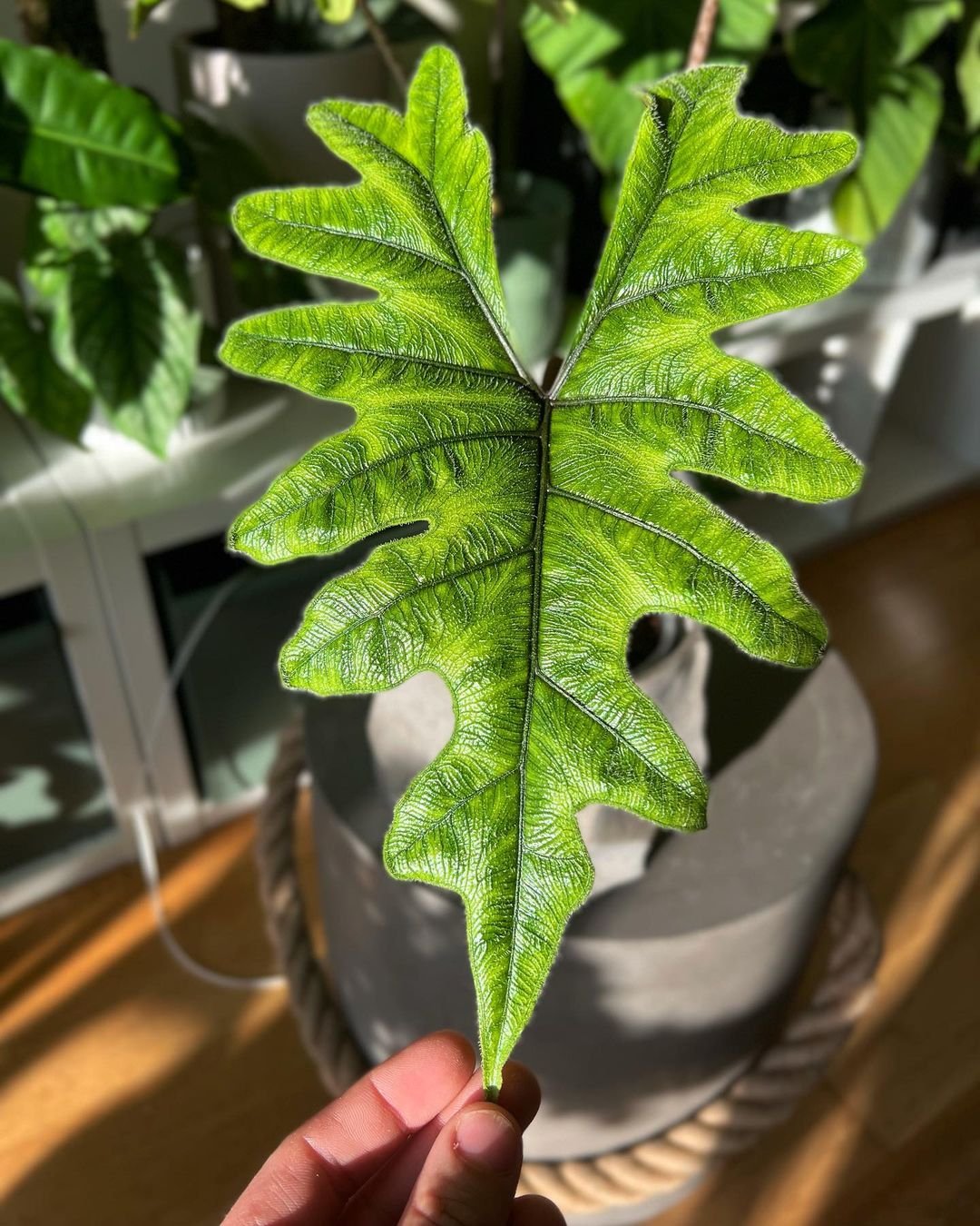 Alocasia Jacklyn: A vibrant green plant with large, heart-shaped leaves and prominent veins.

