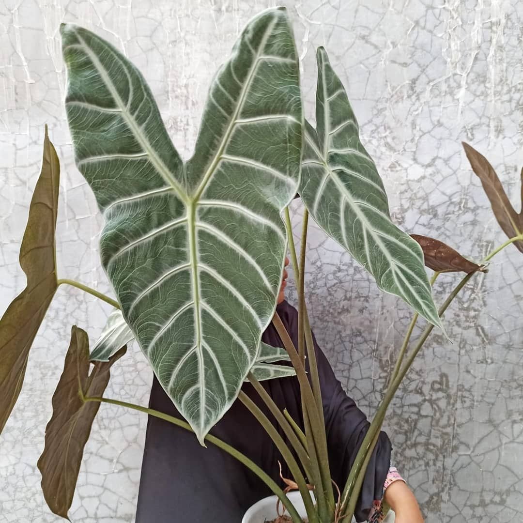 A woman holding a large Alocasia Lowii plant in front of a wall.

