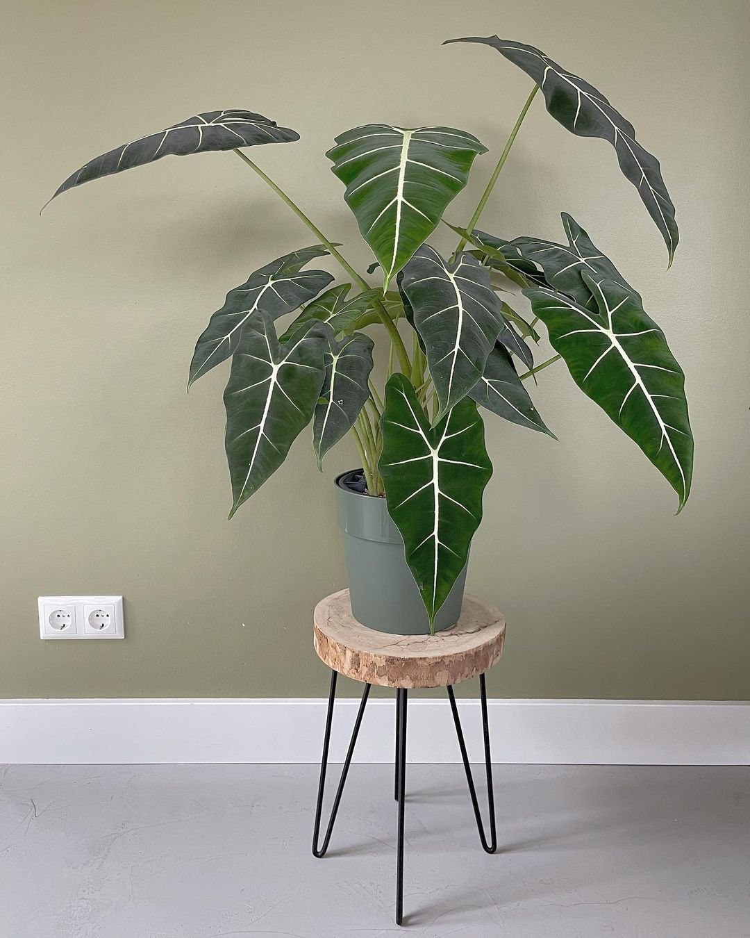Alocasia Micholitziana Frydek: A striking plant with dark green, velvety leaves and prominent white veins.

