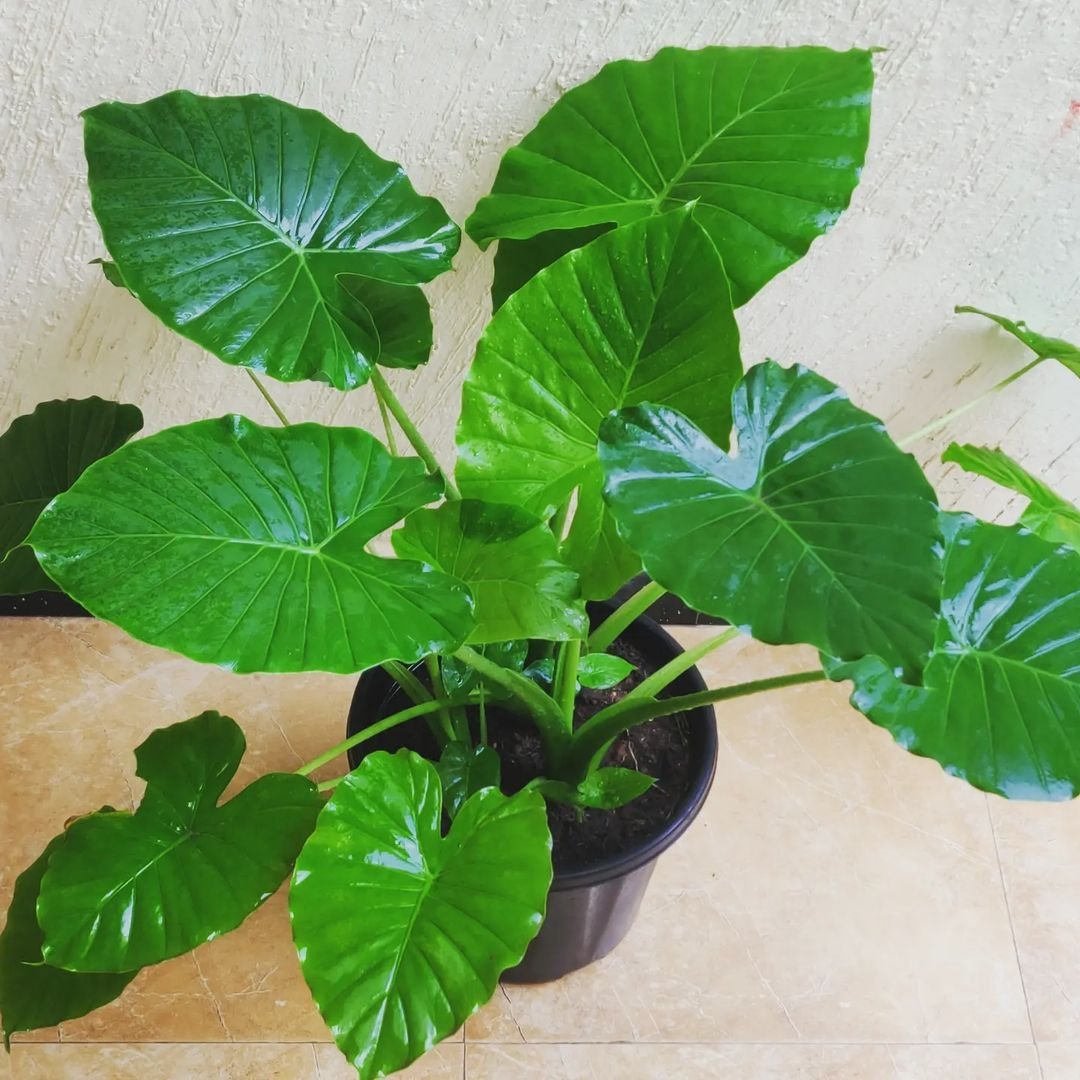  Alocasia Odora: A potted plant showcasing large green leaves, adding a touch of nature to any space.