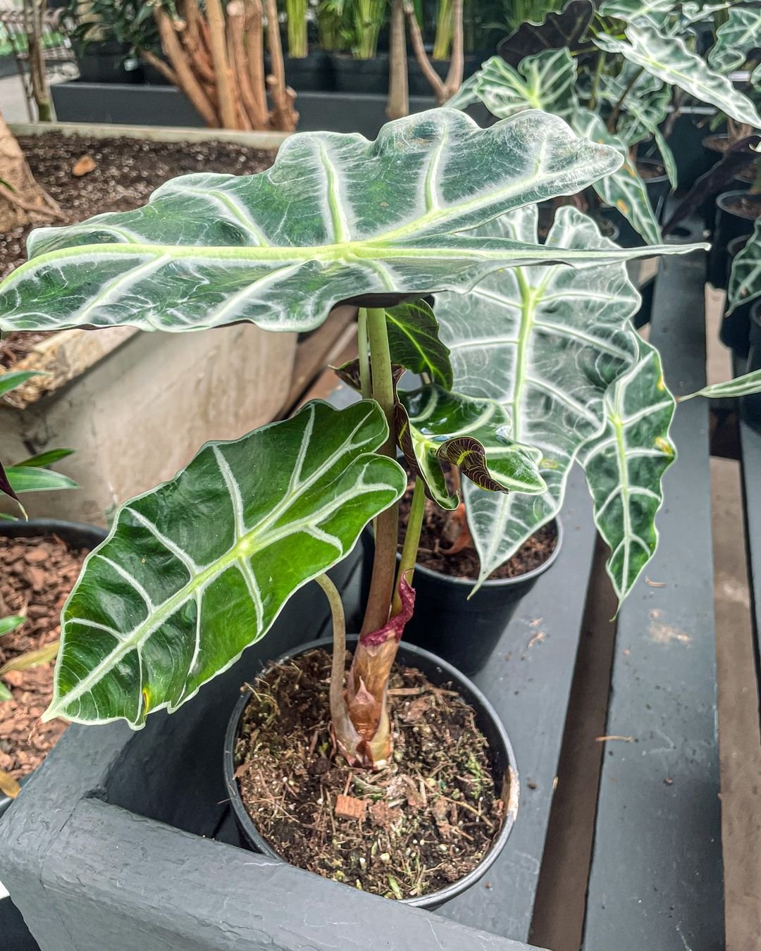 Alocasia Polly: A striking plant with dark green leaves and white veins, adding a touch of elegance to any indoor space.