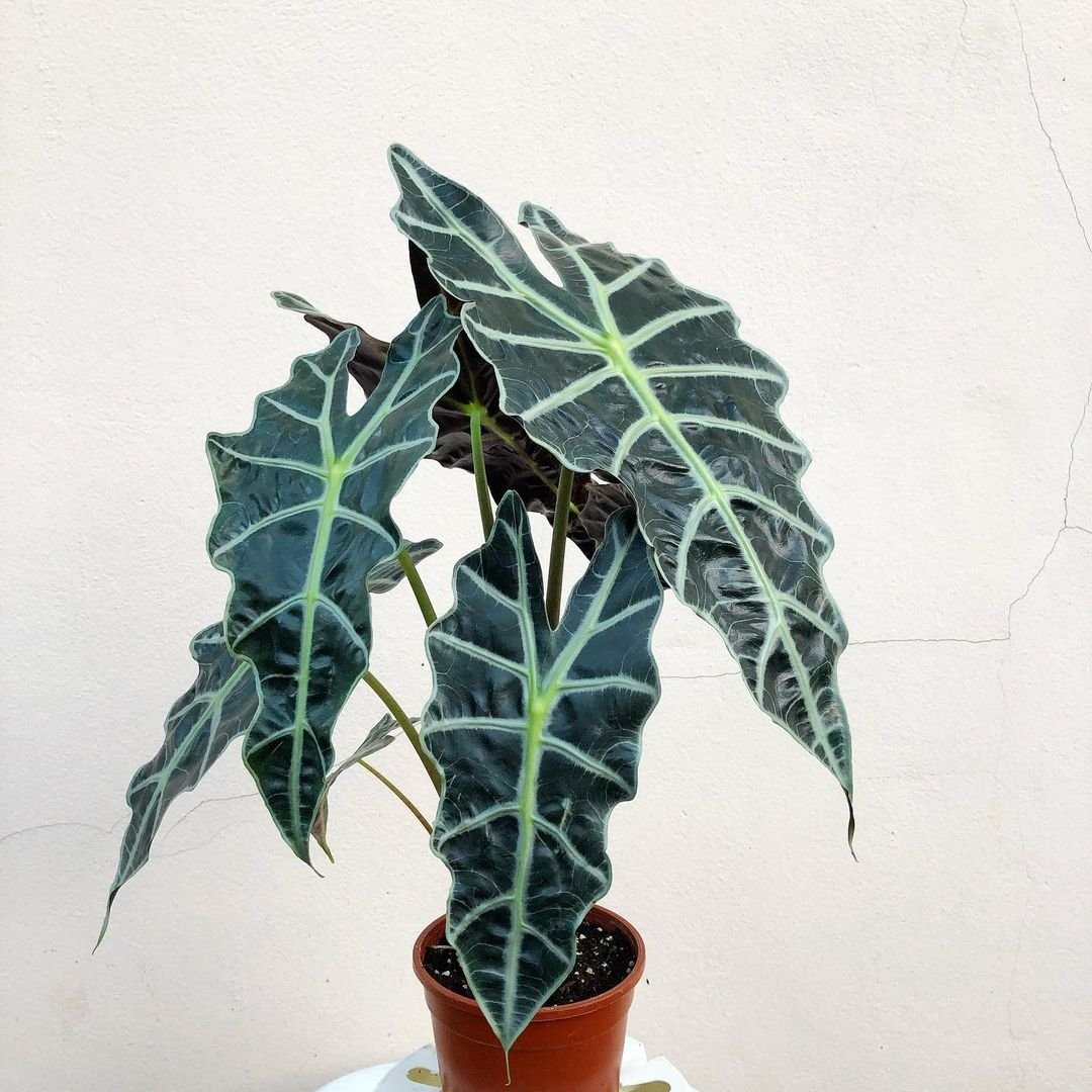 Alocasia Sanderiana plant with large leaves on white table.