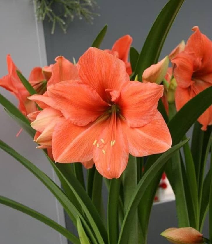 A vibrant orange Amaryllis flower gracefully sits in a vase, showcasing its beauty.