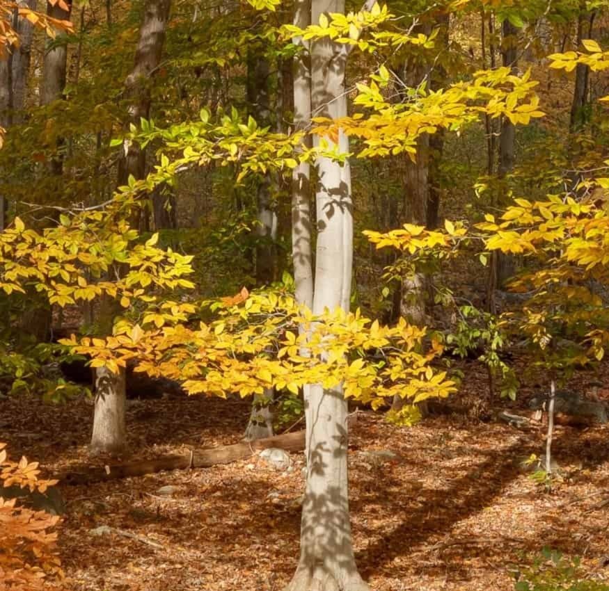 American Beech tree in the woods with yellow leaves.