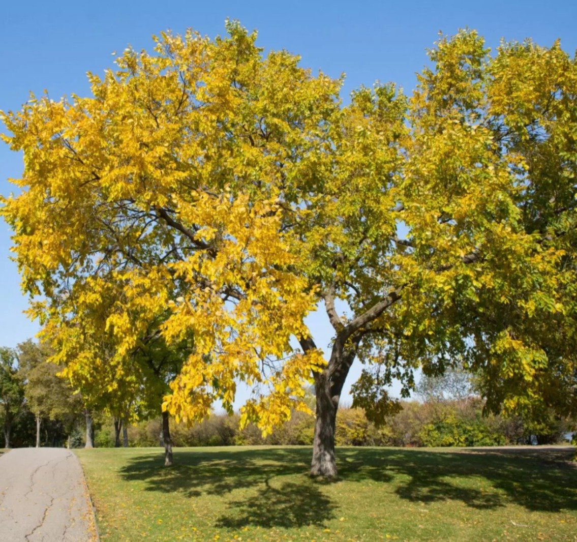 American Elm tree with yellow foliage in park, road visible in the background