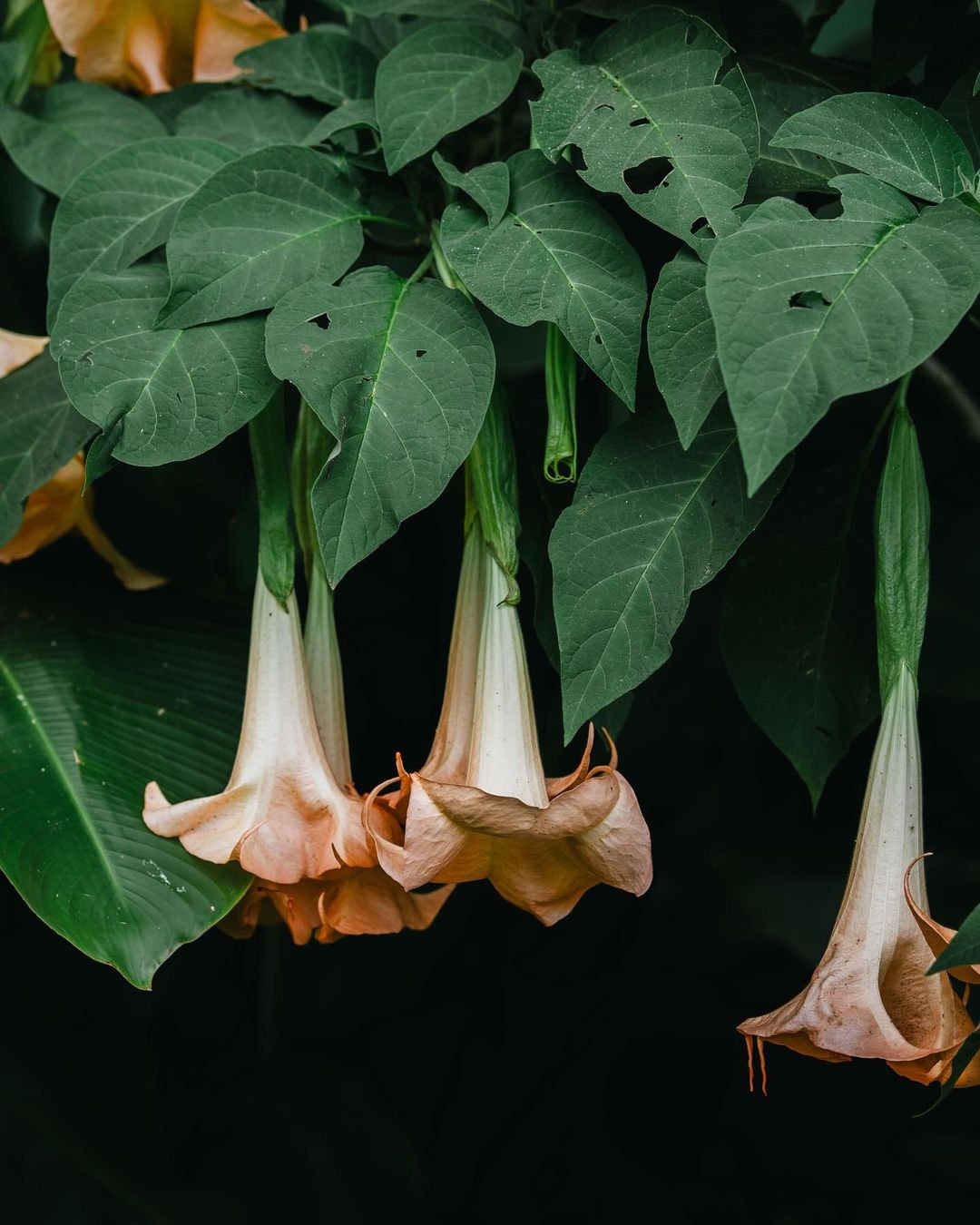 A cluster of Angel's Trumpet flowers with lush green leaves, showcasing their vibrant beauty.