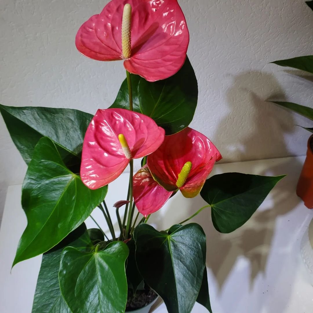 A vibrant pink Anthurium (Anthurium andraeanum) flower with glossy leaves.