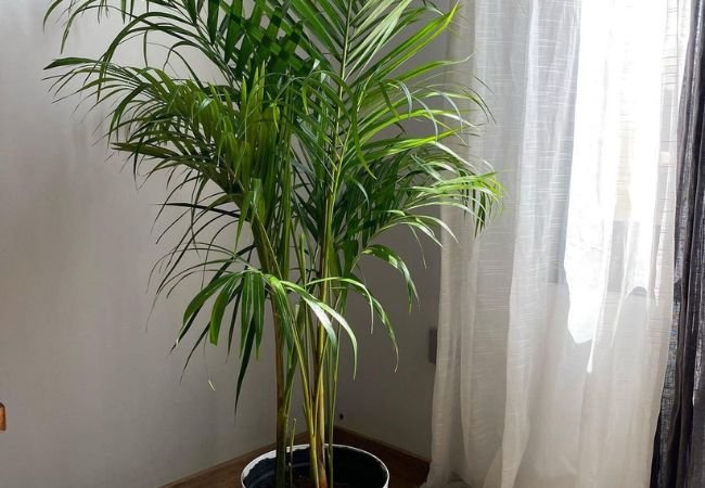 Areca Plant: A Complete Guide to Growing and Care