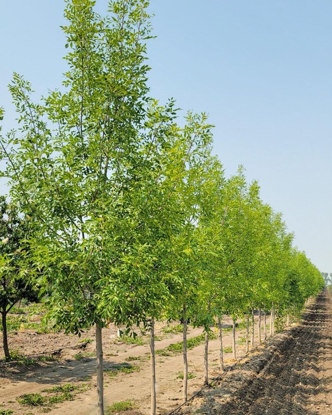 A row of Ash trees in an orchard, providing shade and bearing fruits.

