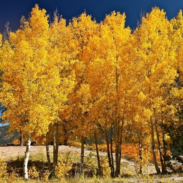  Vibrant autumn aspen trees (Populus tremuloides) with golden leaves in a forest