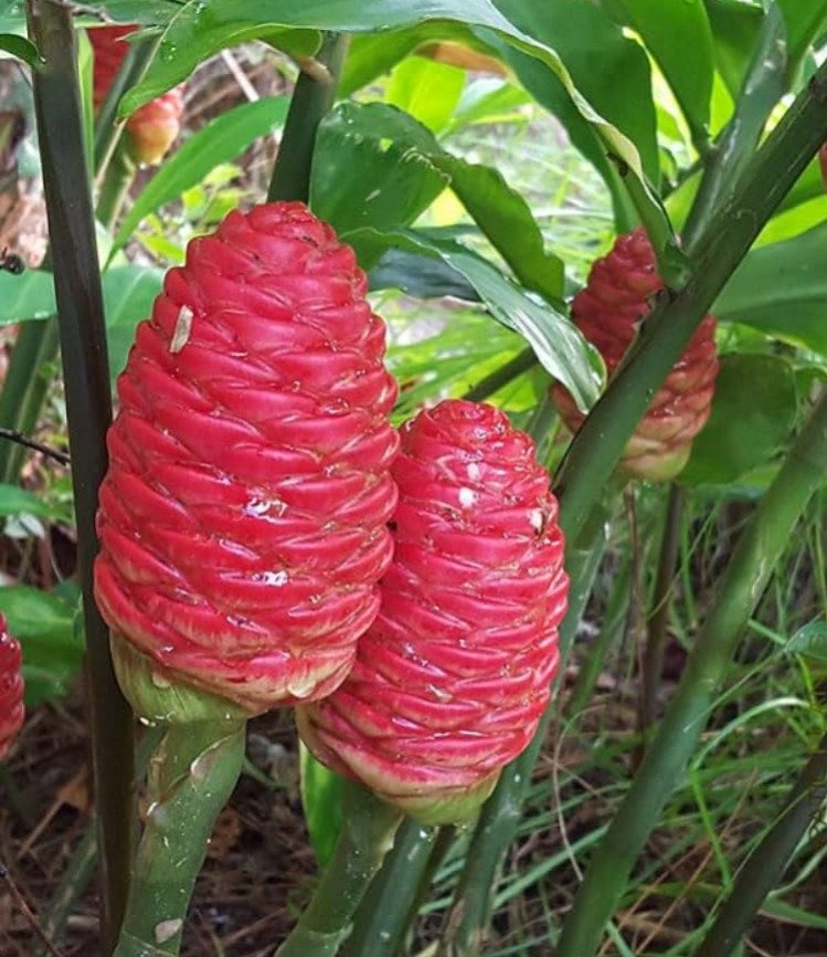 Red Awapuhi Kuahiwi flowers blooming on a plant in the forest.