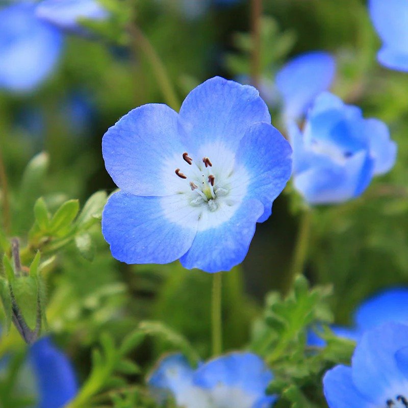 Baby Blue Eyes (Nemophila menziesii) - Delicate, sky-blue flowers with white centers blooming in a lush green field.

