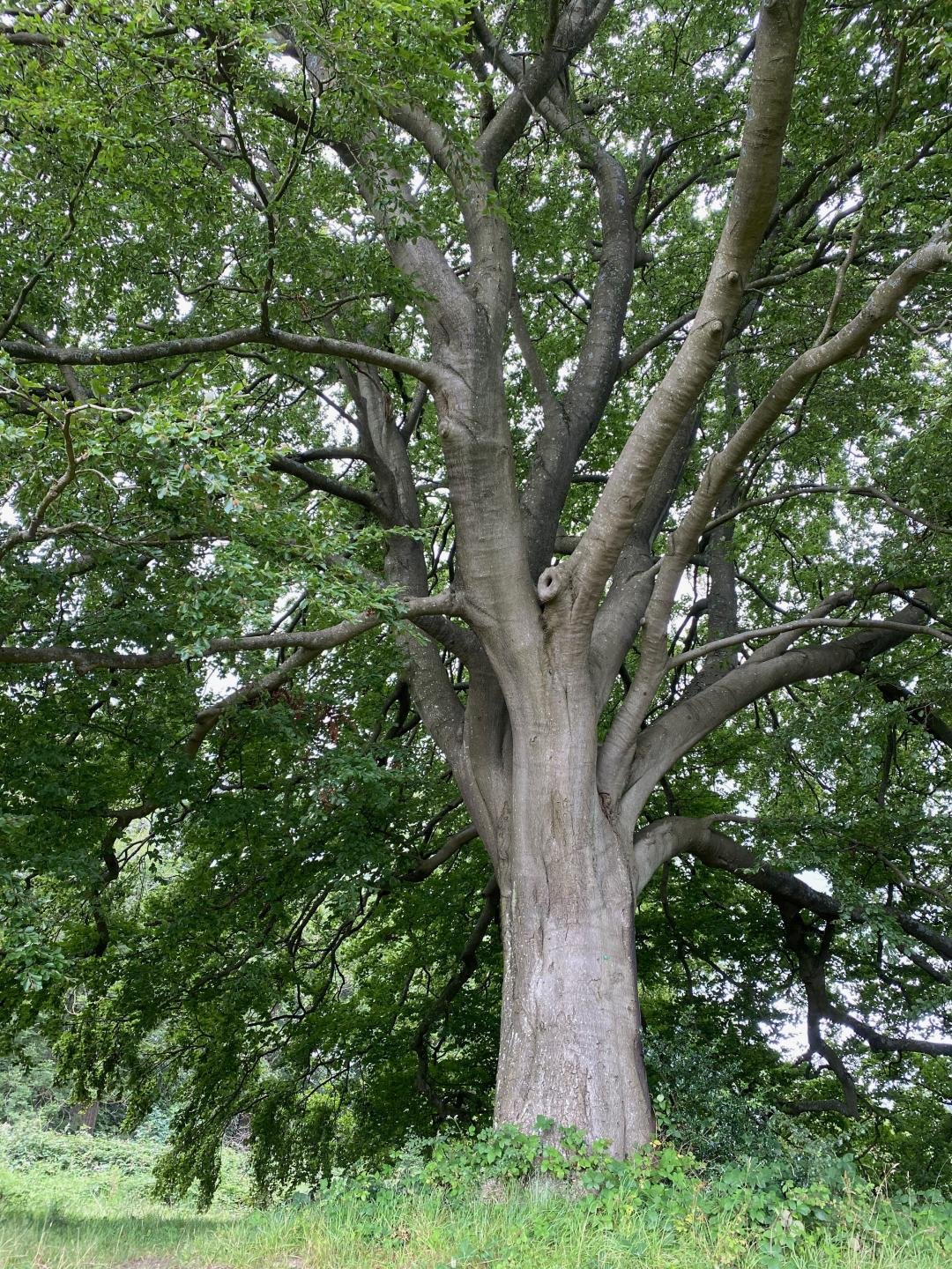 Beech tree (Fagus) with smooth gray bark, oval-shaped leaves, and dense foliage in a forest setting.

