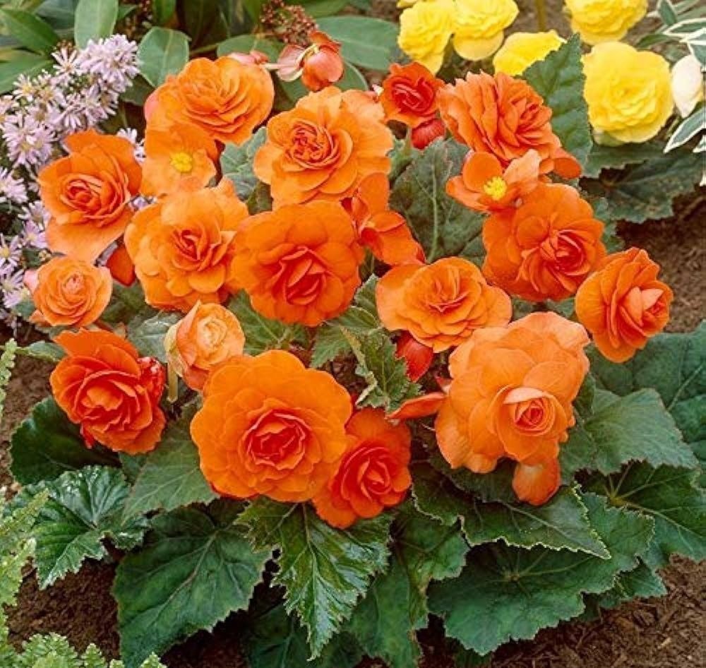 Begonia (Begonia spp.) - A flowering plant with vibrant, colorful petals and glossy leaves.

