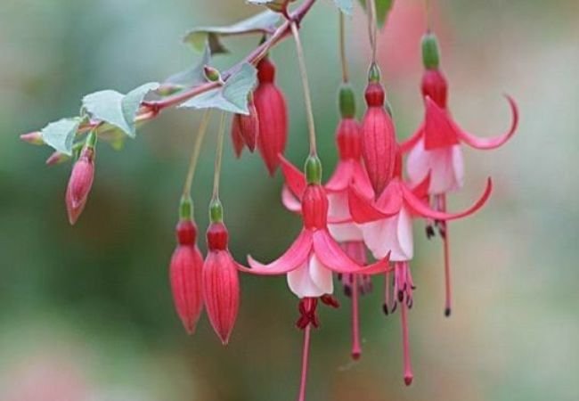10 Stunning Bell-Shaped Flowers to Beautify Your Garden