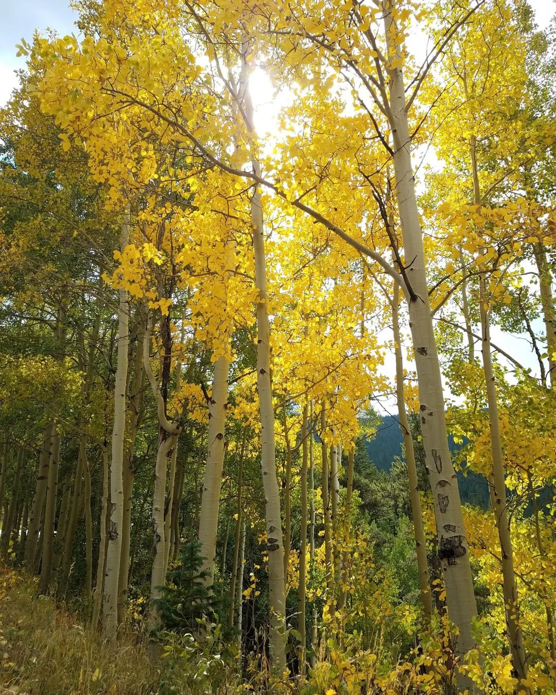 Vibrant autumn foliage of Bigtooth Aspen trees, displaying their golden leaves in a picturesque scene.