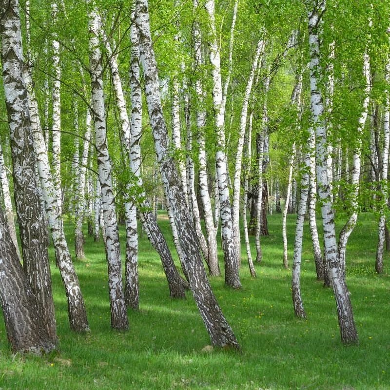 A close-up of a Birch (Betula) tree with white bark and delicate leaves.

