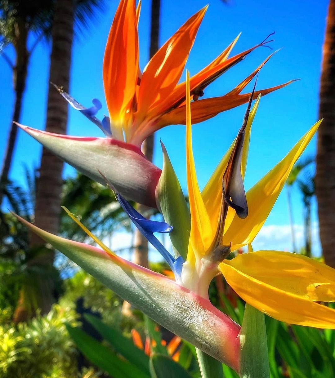 Vibrant Bird of Paradise (Strelitzia reginae) flower in full bloom by a house

Hawaiian flowers