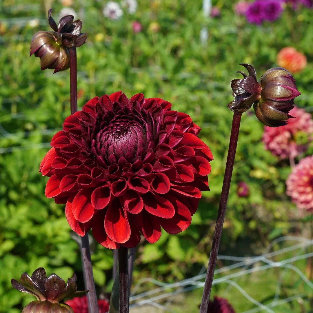 Black Baccara Dahlia Flower: A stunning dark bloom with velvety petals, adding elegance to any floral arrangement.
