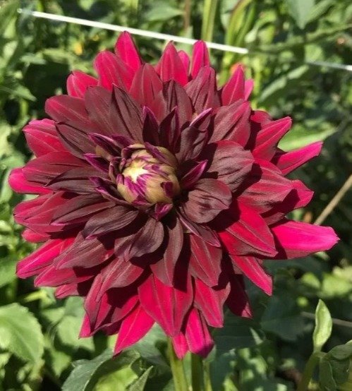 A vibrant red and black flower with lush green leaves, showcasing the beauty of a Black Beauty Dahlia.

