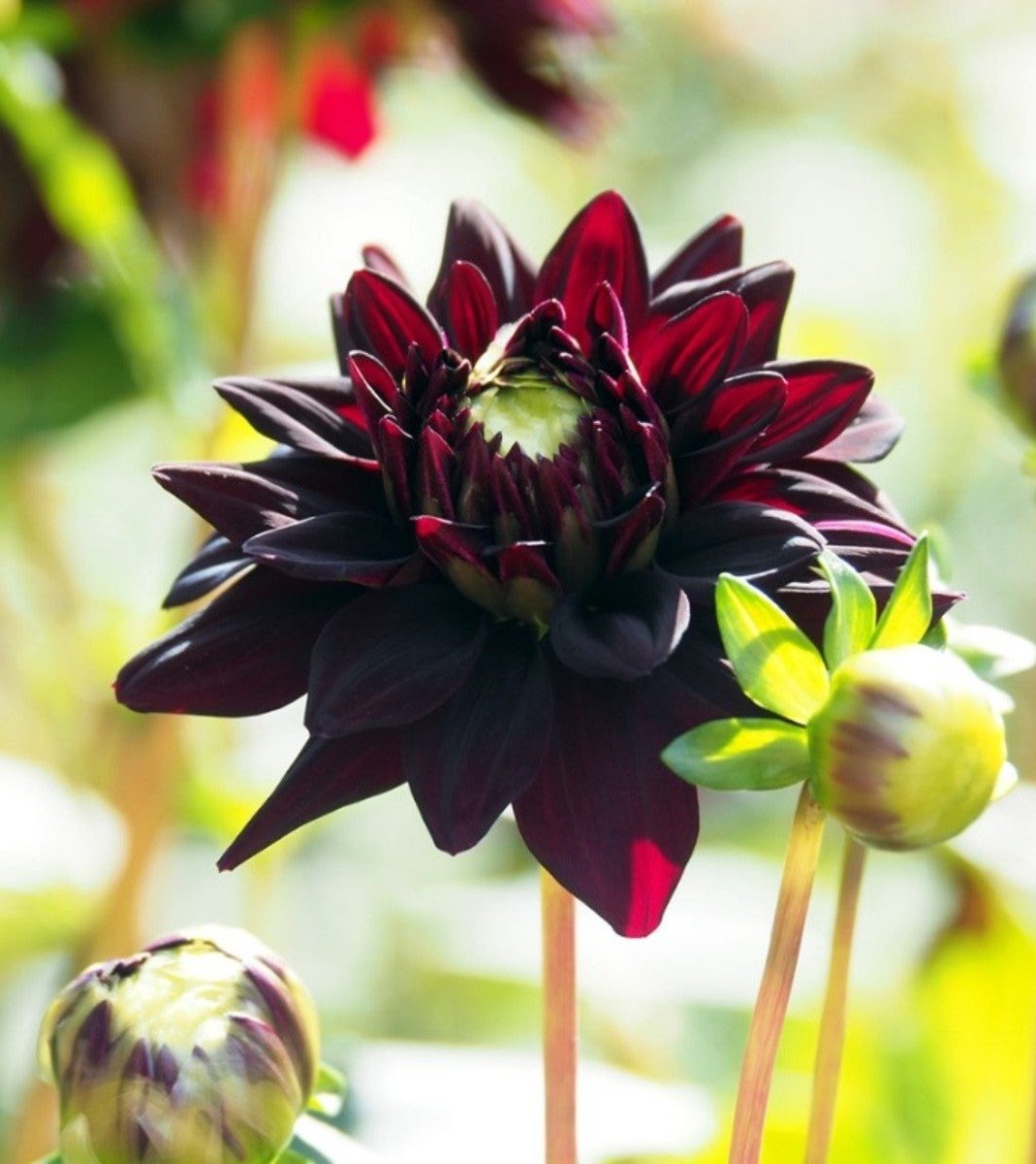 Black Cameo Dahlia: Dark red flower with green leaves
