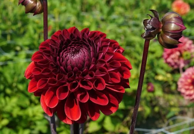 Explore 15 Black Dahlia Flower Varieties and Learn How to Grow Them