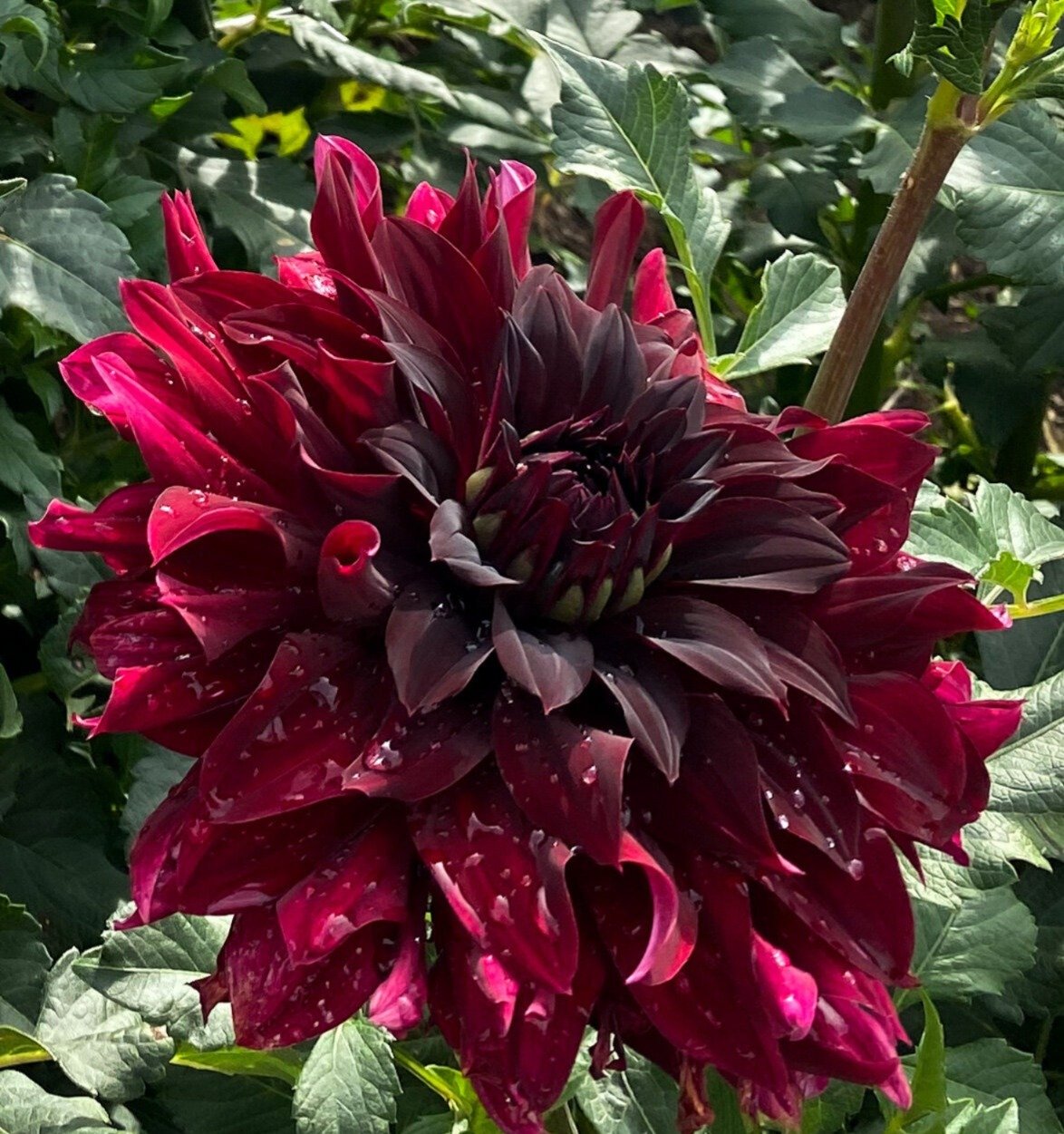 Black Fawn Dahlia Flower: A unique black and white dahlia with intricate petal patterns, blooming beautifully in a garden.