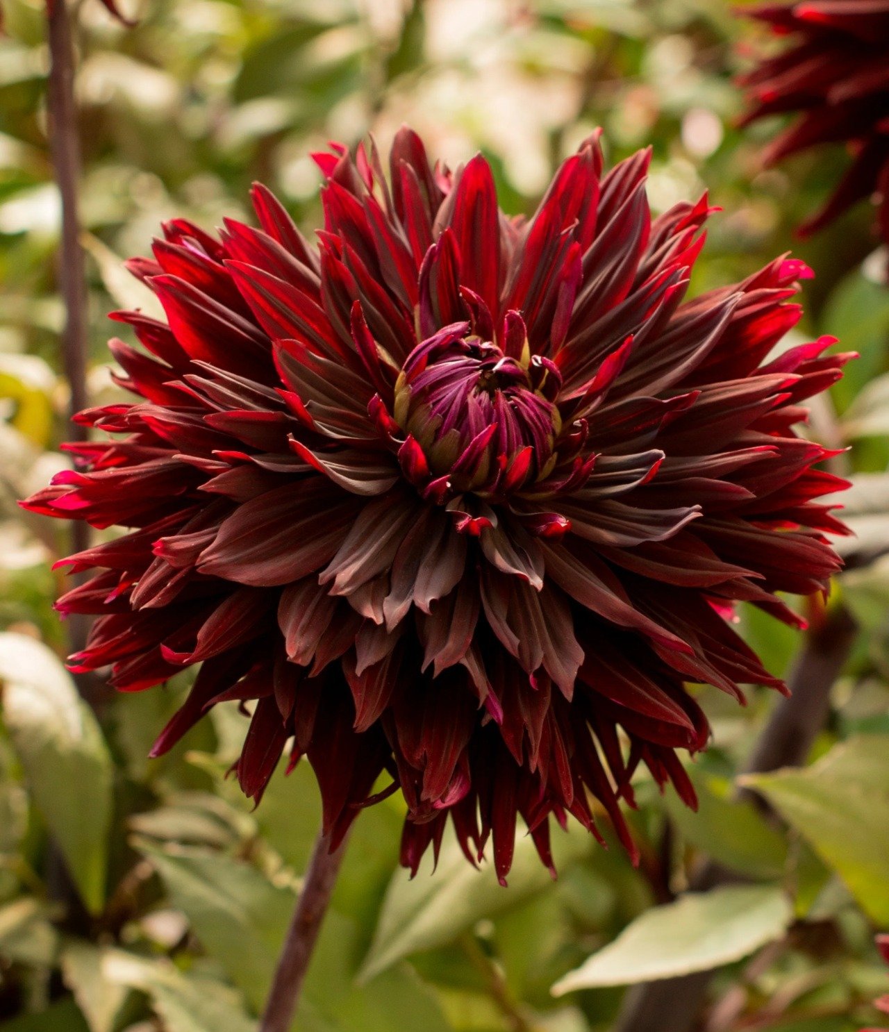 Black Jack Dahlia: A vibrant red flower with deep, dark petals