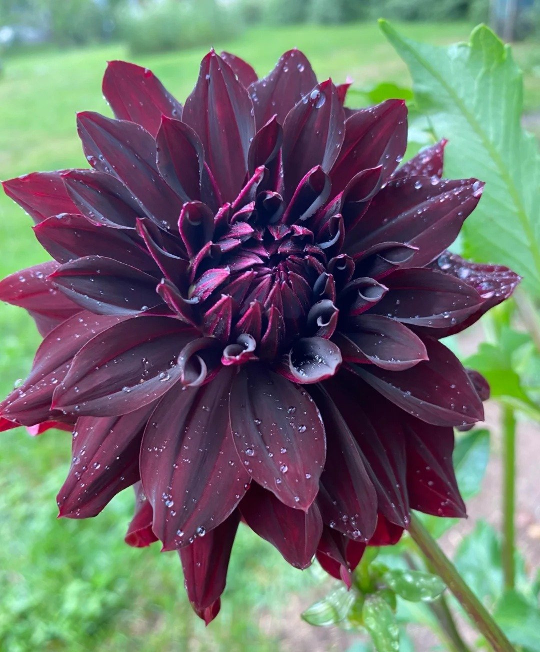 Dark purple Black Magich Dahlia flower with glistening water droplets.