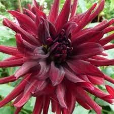 Black Rhapsody Dahlia Flower: A stunning black flower with ruffled petals and a vibrant center.

