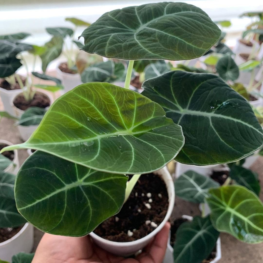 Black Velvet Alocasia: A stunning plant with dark, velvety leaves. Its unique foliage adds a touch of elegance to any space.

