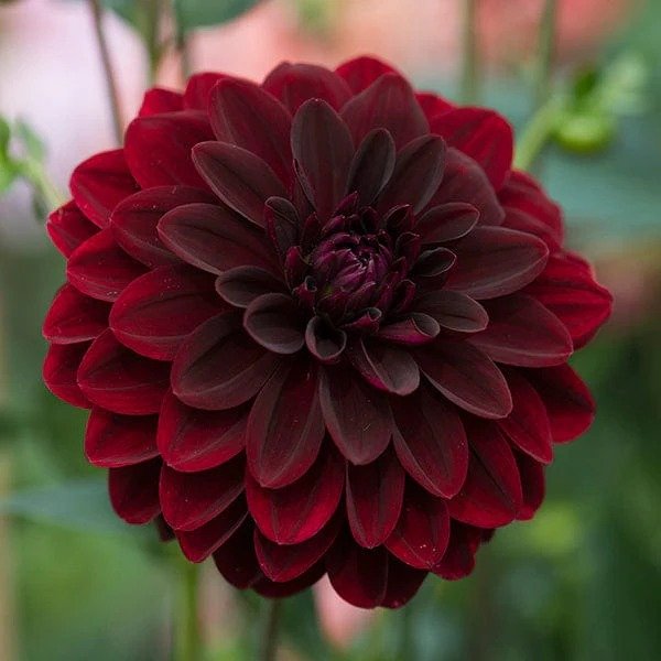 Black Velvet Dahlia: Large red flower with dark petals, showcasing its vibrant beauty.