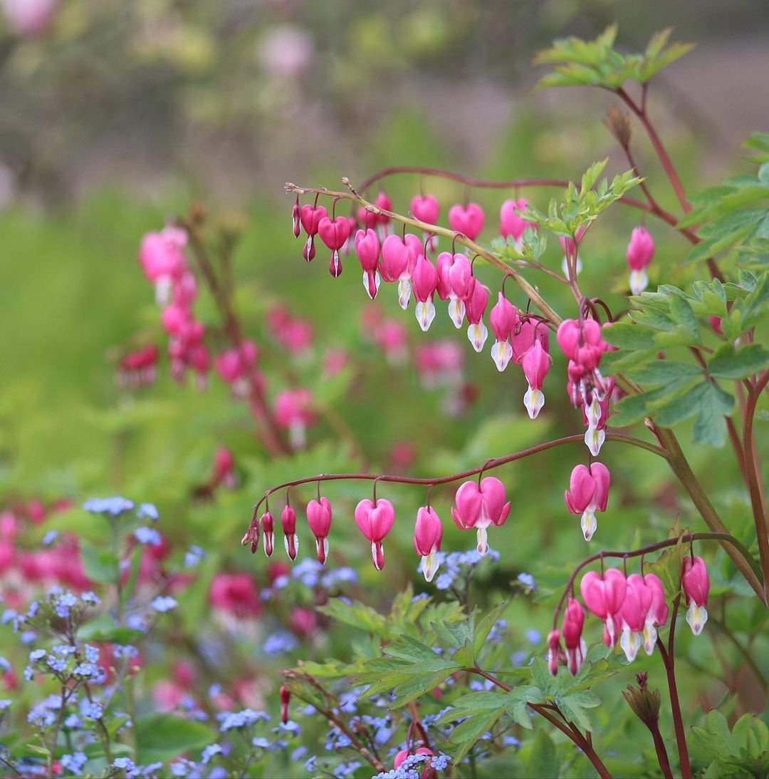 A stunning image capturing the blooming beauty of bleeding heart flowers.