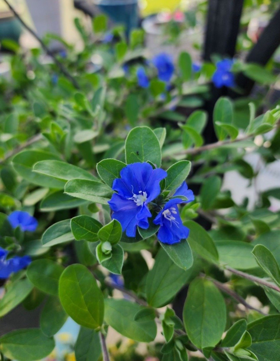  Blue Daze flower blooming in pot, Evolvulus glomeratus ground cover plant.