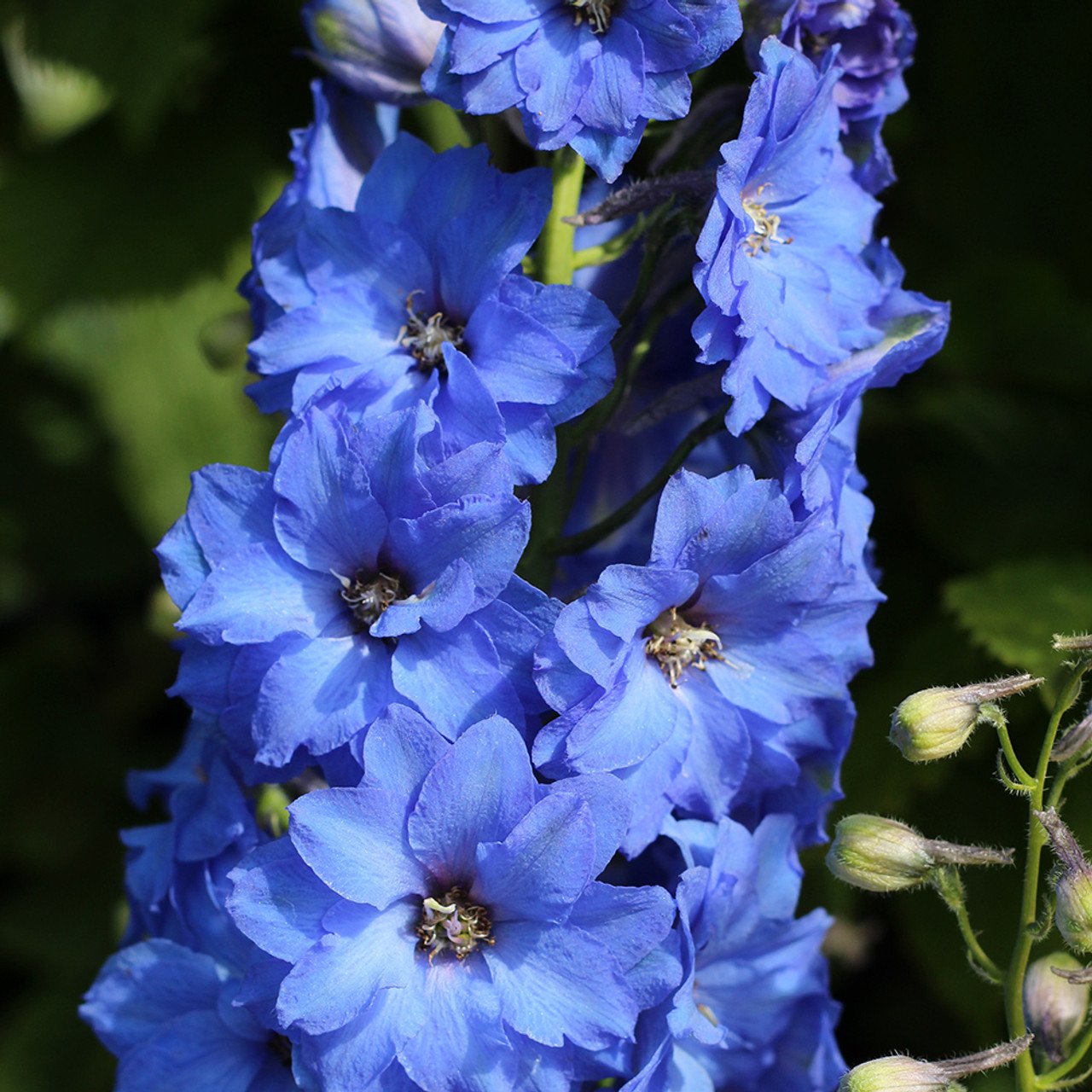 Beautiful Blue Delphinium (Delphinium elatum) blossom showcasing its vivid blue color and delicate petals.