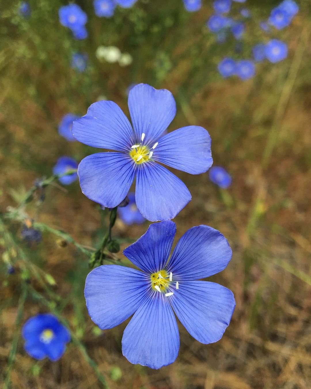 Blue Flax (Linum perenne) - A beautiful perennial plant with delicate blue flowers and slender green stems.

