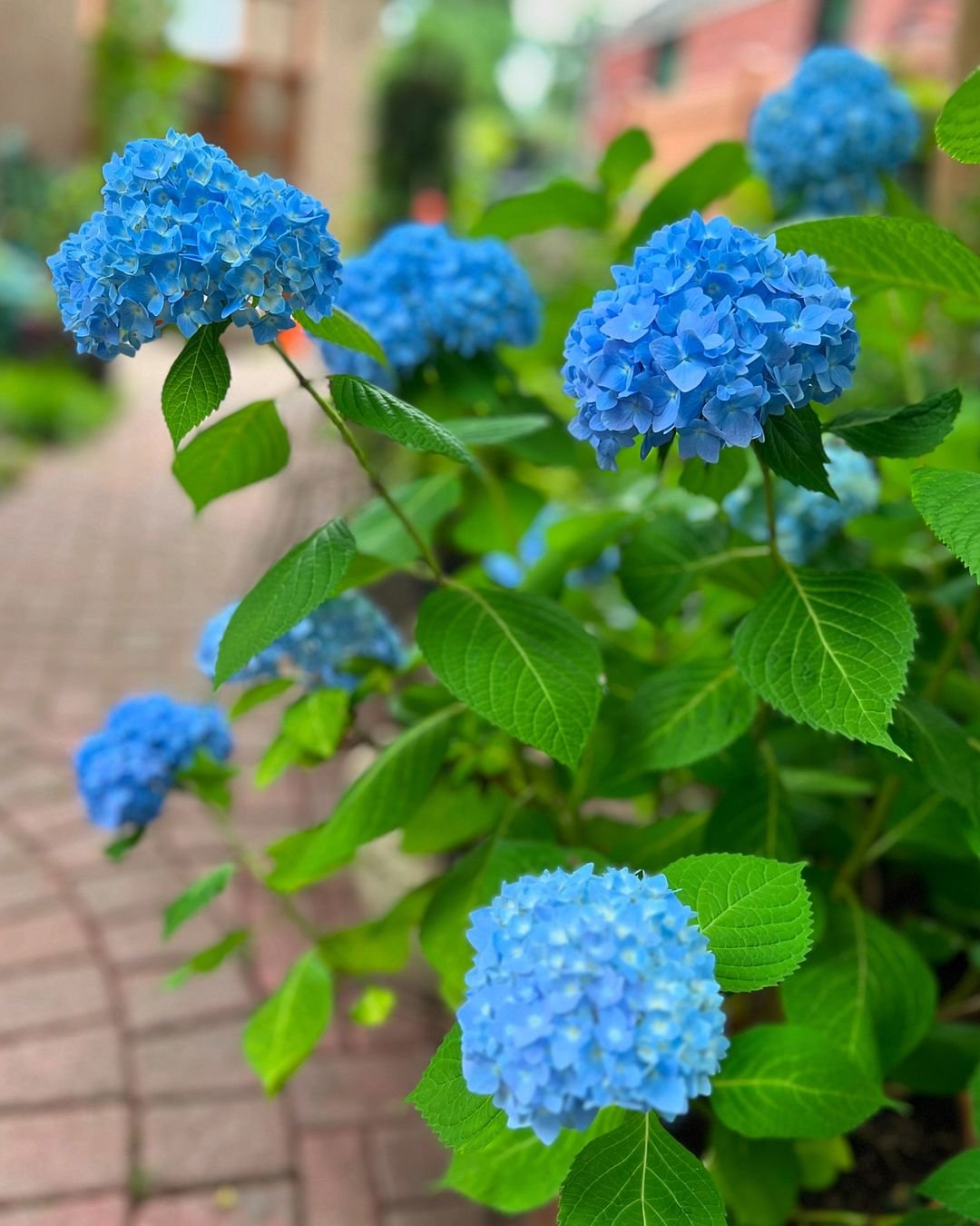  Blue Hydrangea (Hydrangea macrophylla) with large clusters of vibrant blue flowers and green leaves.