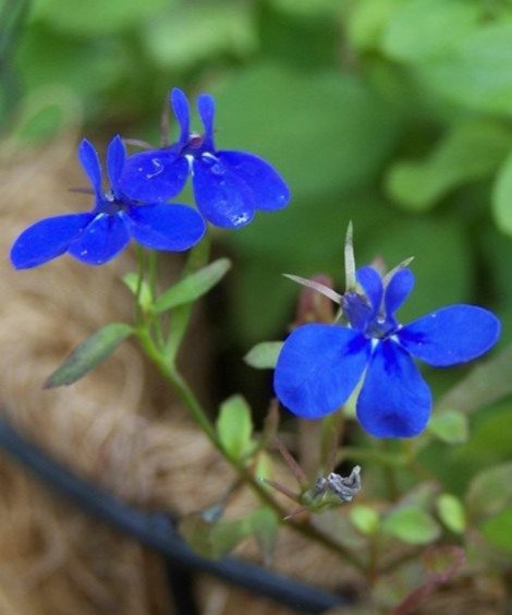 Blue Lobelia (Lobelia erinus) - a vibrant blue flower with delicate petals and green foliage.

