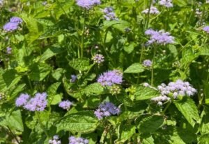 Blue Mistflower : Your Guide to a Vibrant Garden