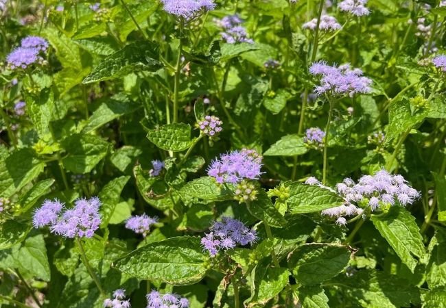 Blue Mistflower: Your Guide to a Vibrant Garden